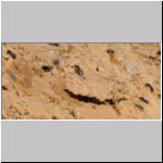 Andrena vaga - Weiden-Sandbiene 03.jpg